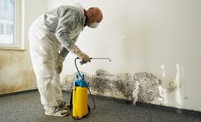 Why You Should Choose Our Mold Remediation Services in Gooding, ID