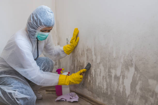 Professional Mold Remediation in Gooding, ID